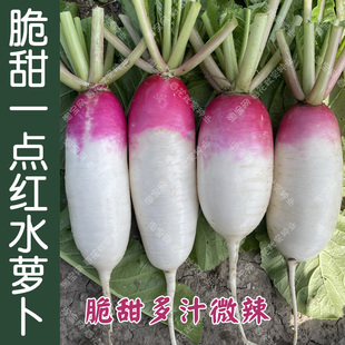 一点红萝卜种子 秋季播蔬菜籽耐寒多汁紫红色 阳台盆栽菜园易种孑