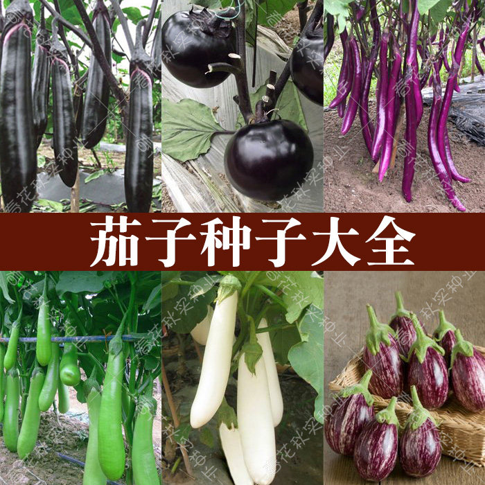 紫黑长线杭茄圆茄花茄子种子 春夏秋四季播蔬菜籽阳台盆栽高产孑,鲜花速递/花卉仿真/绿植园艺,家庭园艺种子,淘宝优惠券,粉丝福利购,淘宝优惠卷