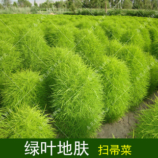 绿叶地肤种子扫帚菜籽 绿草坪蔬菜孑 观赏绿化易种植春夏秋四季播