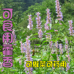 野菜藿香种子 嫩茎叶可食用 花可观赏阳台盆栽大田四季播蔬菜种子
