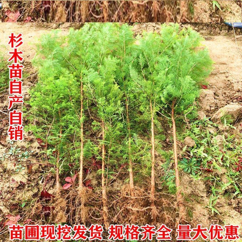 水杉树苗杉树苗落羽杉树苗水杉苗南北方树苗水杉苗金叶水杉树苗