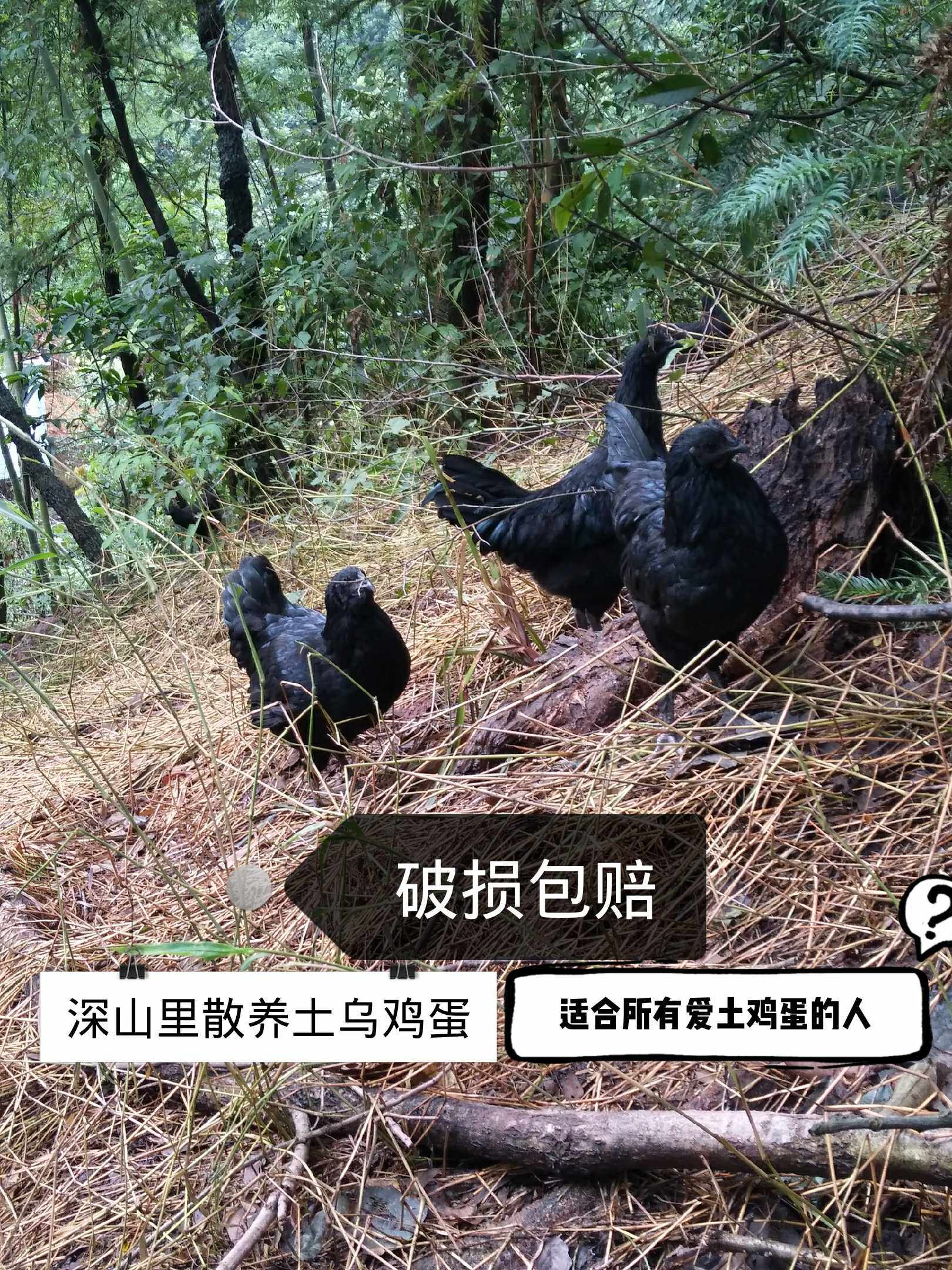 食用土鸡蛋 盐津乌骨土鸡蛋 山里散养 正宗土鸡蛋