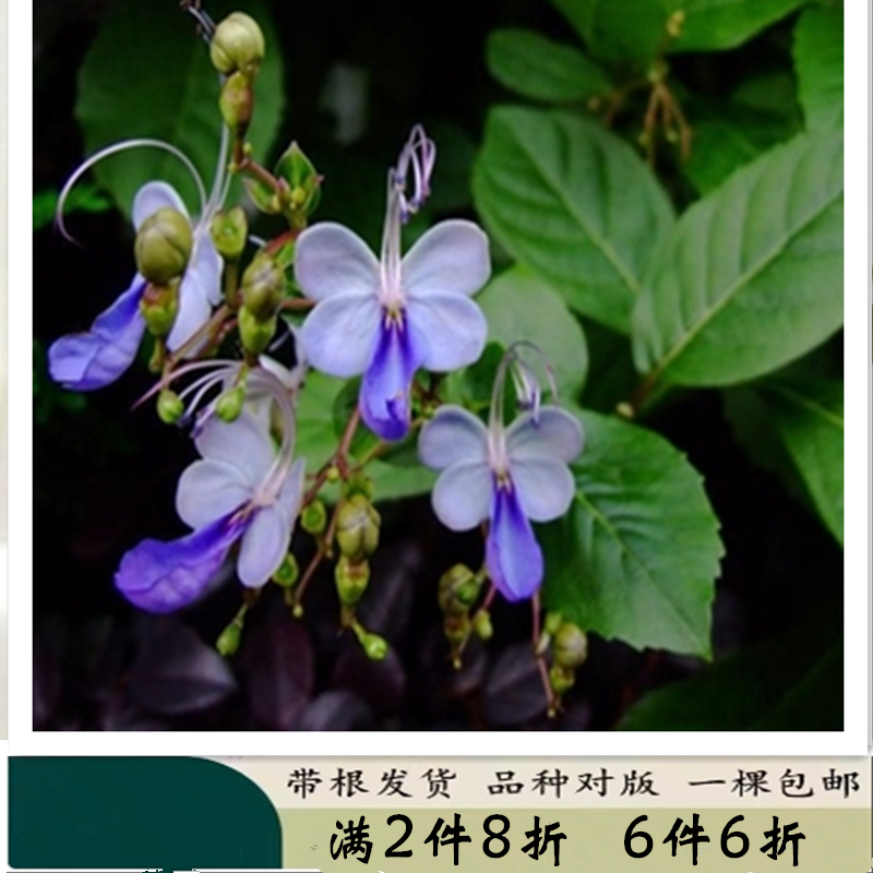 蓝蝴蝶粉蝴蝶花苗阳台盆栽花卉植物四季开花蓝色奇特花朵易养好活