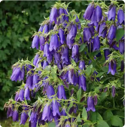 风铃草花重瓣垂钓紫斑酒杯花卉苗多年生耐寒耐热花园阳台盆栽植物