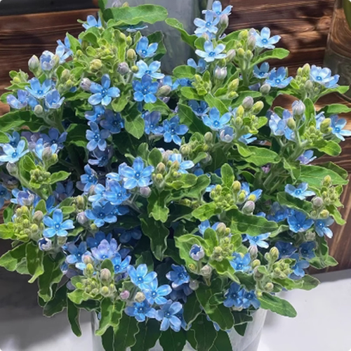 圆瓣蓝星花苗蓝色粉色天蓝尖瓣木鲜切花苗多年生宿根耐寒植物包邮