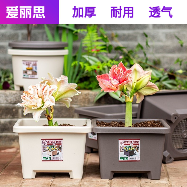 爱丽思加厚树脂花盆阳台方形爱丽丝球根朱顶红满天星铃兰花种植盆