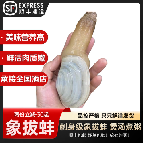 鲜活小象拔蚌4-6两/只象鼻蚌包邮