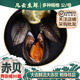 鲜活赤贝超大新鲜毛蚶血蛤蜊赤贝肉净肉毛蛤蜊日料刺身大连海鲜