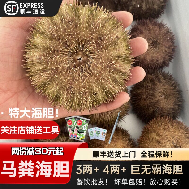 马粪海胆鲜活紫海胆刺身新鲜海胆肉日料即食材大连海鲜水产500g
