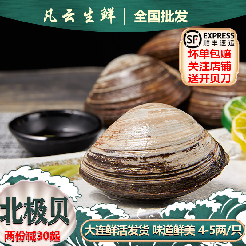 鲜活北极贝刺身新鲜贝片裙边日料大连俄罗斯生海鲜商用马贝北寄贝