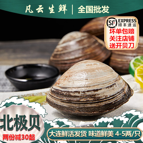 鲜活北极贝刺身新鲜贝片裙边日料大连俄罗斯生海鲜商用马贝北寄贝