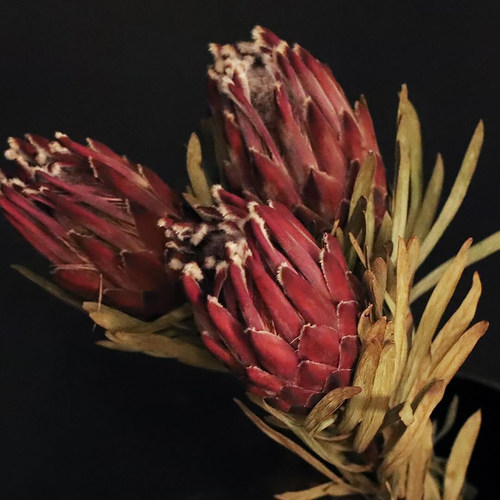 久伴侘寂自然干花真花插花花束永生花客厅餐桌面台面装饰摆件高级