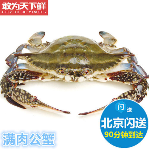 5-8两1只 北京闪送 活鲜 满肉 公梭子蟹 螃蟹 海蟹海鲜水产 飞蟹