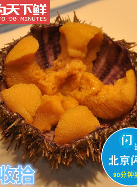 1份2只 仅限北京闪送 鲜活 马粪胆 海胆 大连水产海鲜即食刺身