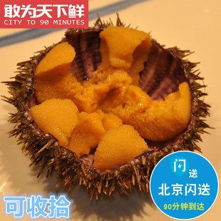 1份2只 仅限北京闪送 鲜活 马粪胆 海胆 大连水产海鲜即食刺身