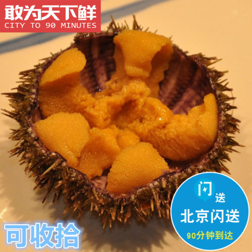1份2只 仅限北京闪送 鲜活 马粪胆 海胆 大连水产海鲜即食刺身