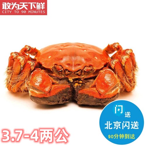 公3.7-4两 北京闪送 活蟹 河蟹 鲜活螃蟹 大闸蟹满肉满膏3只起拍