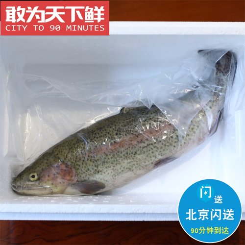 1.5-1.8斤 北京闪送 虹鳟鱼 淡水三文鱼 水产 鲜活 金鳟鱼