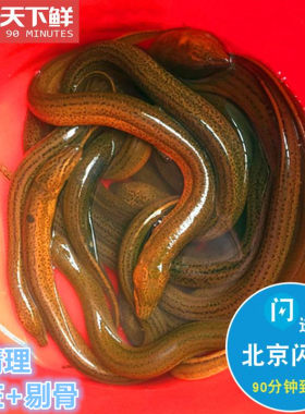 鲜活鳝鱼生态养殖淡水水产