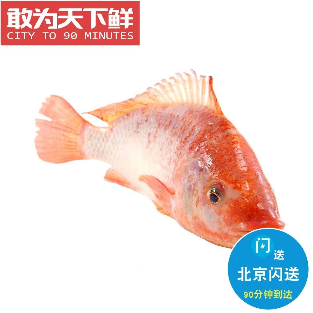 3-1.5斤1条 北京闪送 鲜活 彩虹鲷 味鲜美 肉质口感嫩 无肌间刺