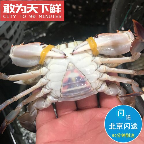 3-5只 500g 活鲜 三角蟹 二母蟹 梭子蟹 塔脐小娘蟹 保鲜不保活