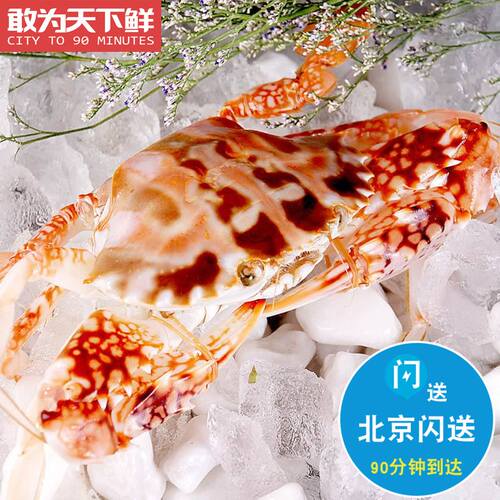 5两*2只  鲜活红花蟹 海南特产海鲜 水产 新鲜肥美 保鲜不保活