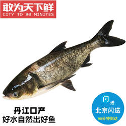 5-8斤 丹江口鲜活胖头鱼 鳙鱼 清水生态养殖胖头鱼  淡水鱼