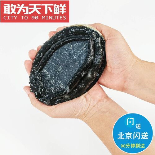 0.9-1斤1只 北京闪送 新西兰鲜活黑金鲍 新鲜高档日料刺身 鲍鱼