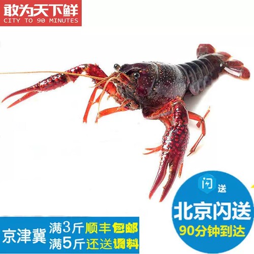 500g 北京闪送 白洋淀野生 鲜活 小龙虾 清水虾 新鲜 水产
