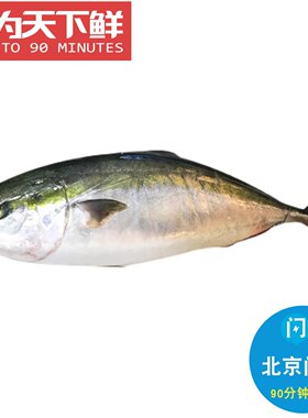 10斤1条 北京闪送 冰鲜 黄鰤鱼 寒鰤鱼 黄狮鱼 章红鱼 刺身