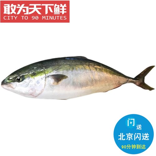 8斤1条 北京闪送 冰鲜 黄鰤鱼 寒鰤鱼 黄狮鱼 章红鱼 刺身