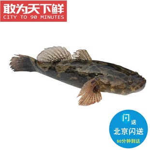 味道鲜美水产 1.4 鲜活笋壳鱼 北京闪送 呆子鱼虎头鱼 1.6斤1条