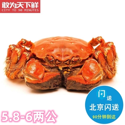 公5.8-6两 北京闪送 鲜活 螃蟹 大闸蟹 河蟹 3只起拍