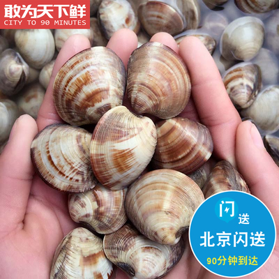500g 北京闪送 鲜活 文蛤 海鲜 蛤蜊水产贝类 做汤 蒸蛋