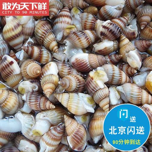 提前半天预约 500g 北京闪送 海螺丝 鲜活海鲜新鲜水产海瓜子海丁