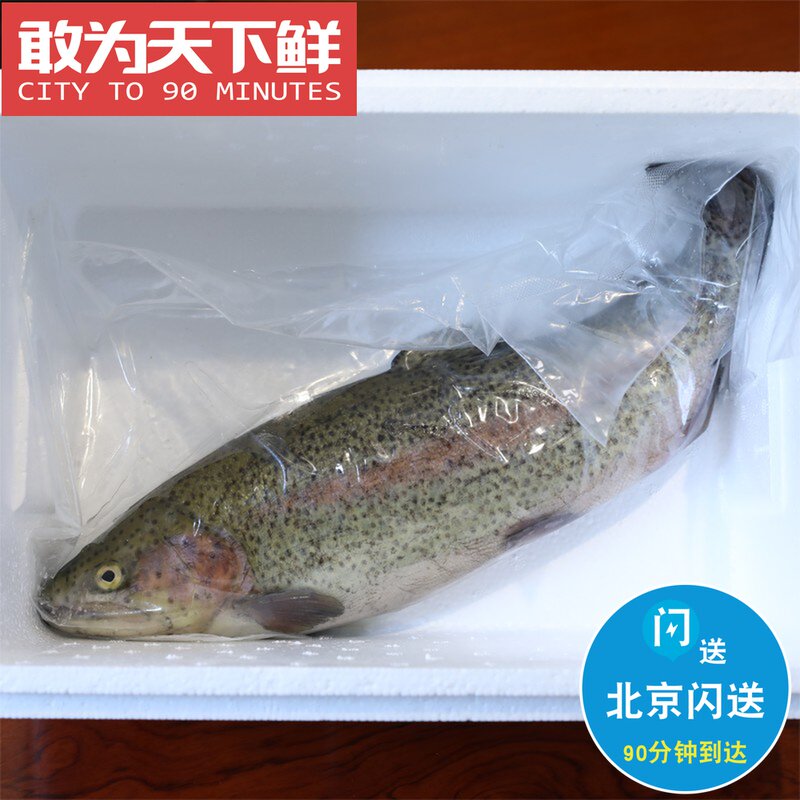 5-1.8斤 北京闪送 虹鳟鱼 淡水三文鱼 水产 鲜活 虹鳟鱼 金鳟鱼