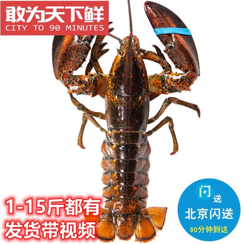 新鲜肥美波士顿大龙虾