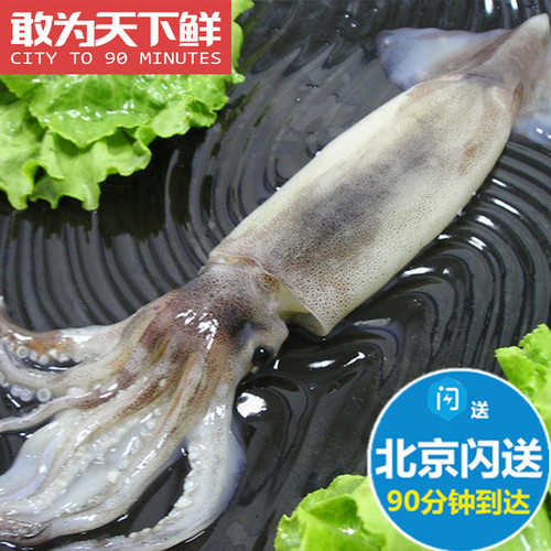 冰鲜冷冻枪鱿鱼海鲜