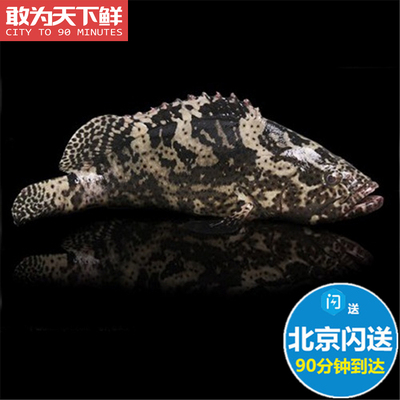 1.6-1.8斤1条鲜活石斑鱼