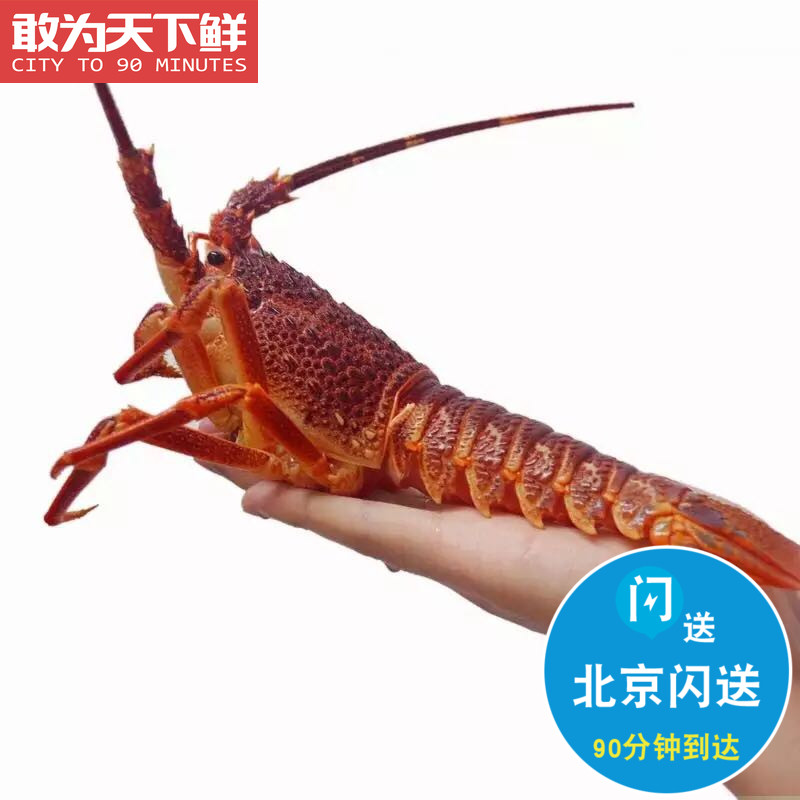北京闪送 鲜活 南非龙虾仔 澳龙仔 小澳龙 刺身 进口生猛海鲜