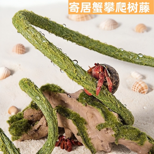 寄居蟹攀爬树藤装饰藤条造景爬宠树藤蜥蜴攀爬寄居蟹造景