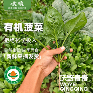沃野青青有机菠菜陕西新鲜蔬菜榨汁食材现摘不用化学农药火锅青菜
