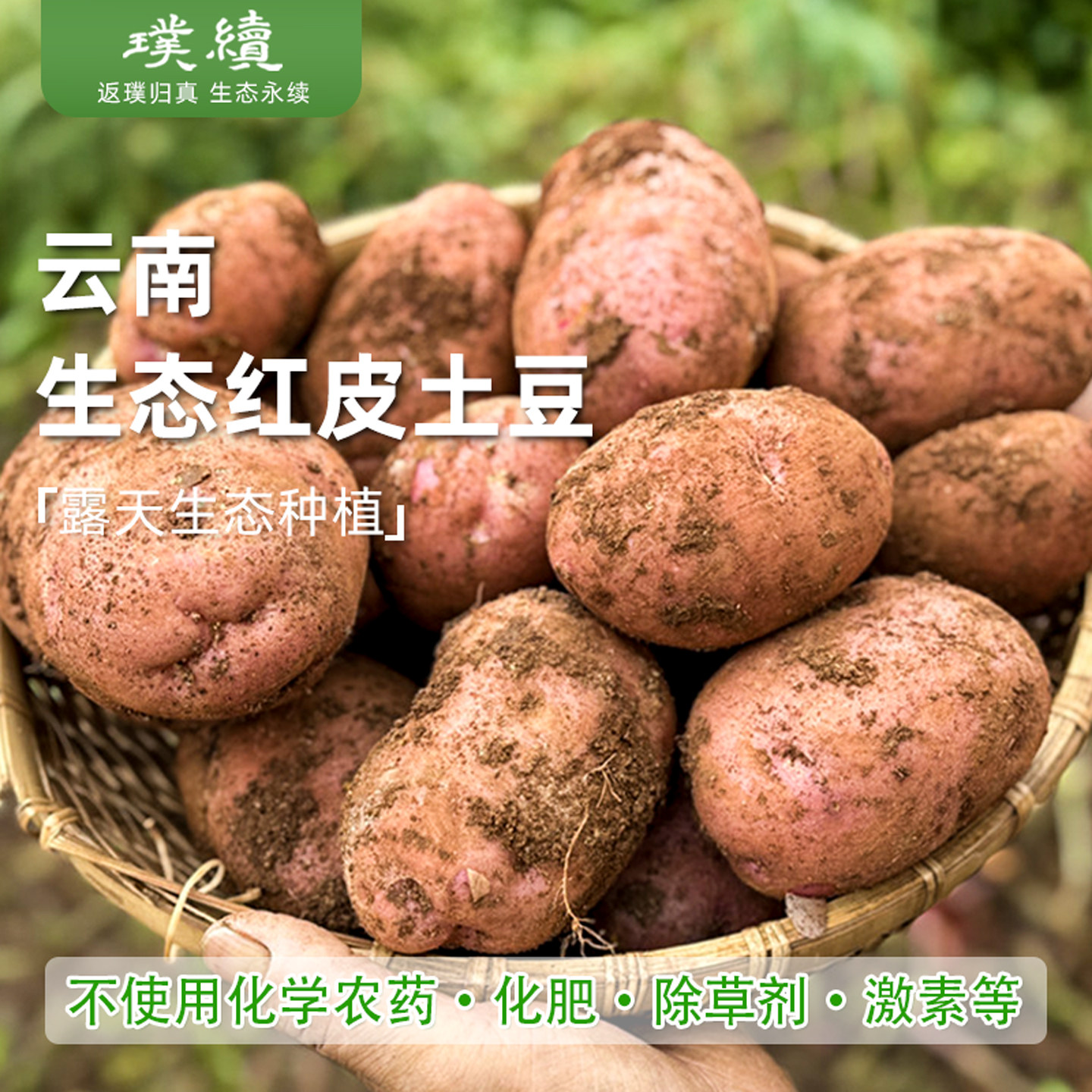 生态红皮土豆云南高原红土梓盟昆明农场洋芋露天种植马铃薯3斤装 - 实物图