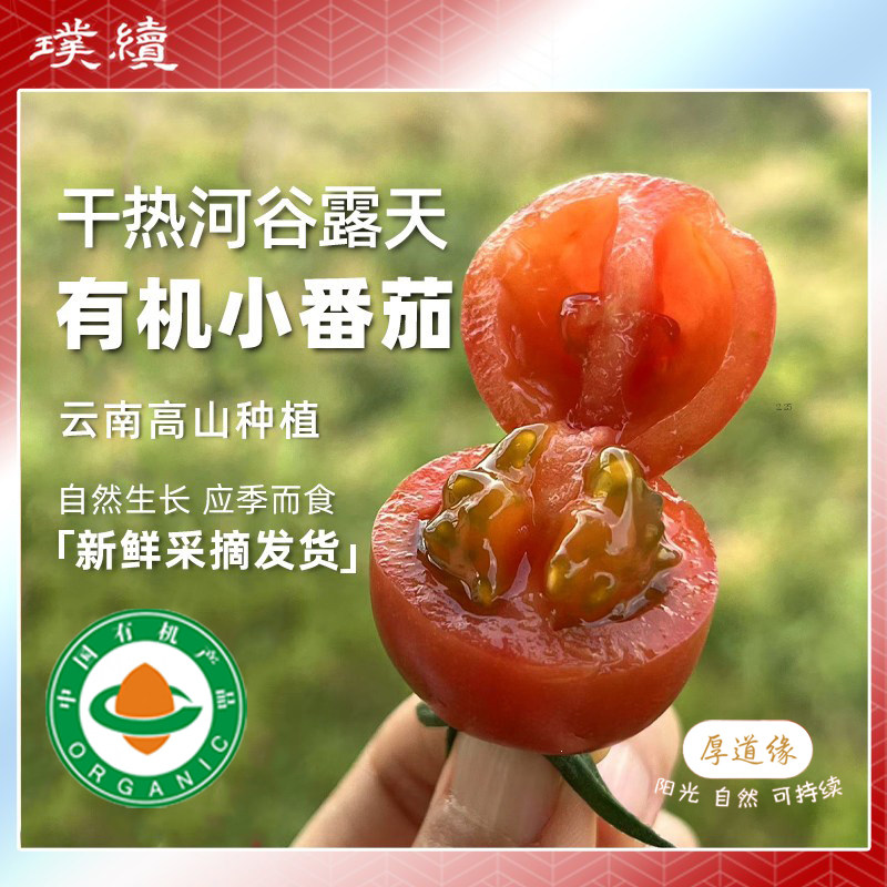 干热河谷露天有机小番茄庄代康云南高山红小番茄圣女果小西红柿,水产肉类/新鲜蔬果/熟食,番茄,淘宝优惠券,粉丝福利购,淘宝优惠卷