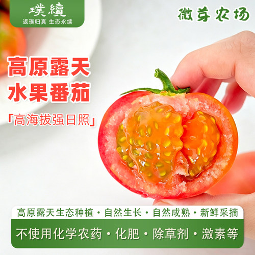 微芽生态高原西红柿生态种植