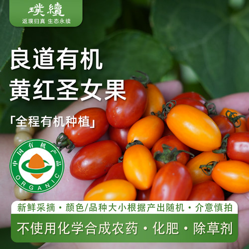 云南有机黄红圣女果混搭小番茄