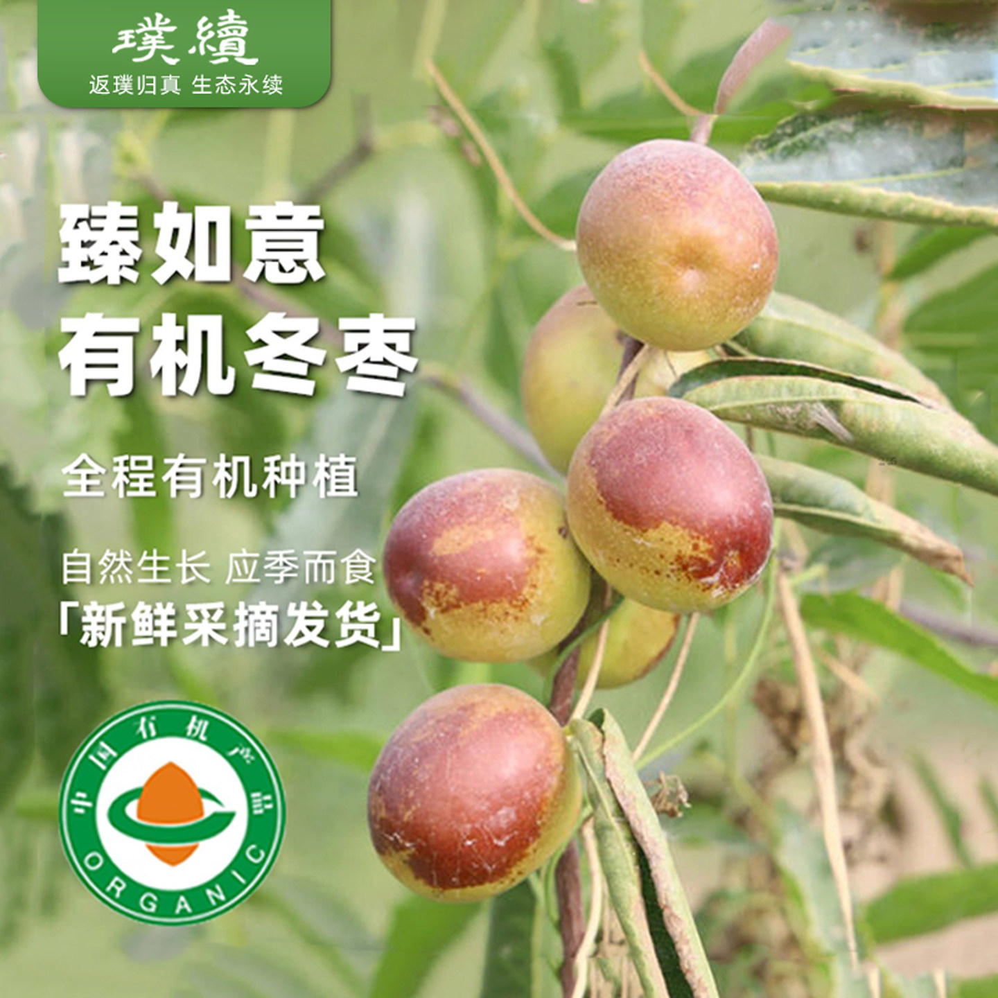 沙漠有机冬枣露天现摘新疆和田地区甜脆枣鲜枣新鲜伏脆蜜早脆蜜枣