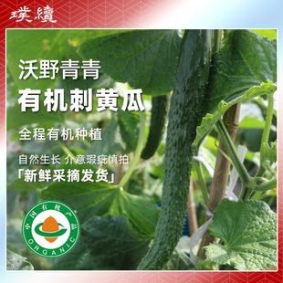 有机刺黄瓜水果黄瓜脆甜鲜嫩陕西沃野青青新鲜现摘应季瓜果蔬菜
