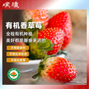 有机香草莓有机种植陕西沃野青青自然成熟酸甜孕妇小孩应季 水果