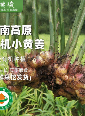 梓盟有机小黄姜云南高原云小姜
